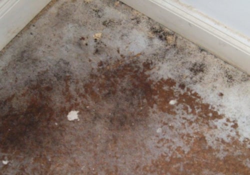 How Long Does it Take for Water Damage to Show?